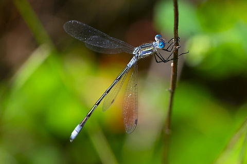 lyre-tipped spreadwing male  Geotagged,Lestes Unguiculatus,Lyre-tipped Spreadwing,Summer,United States