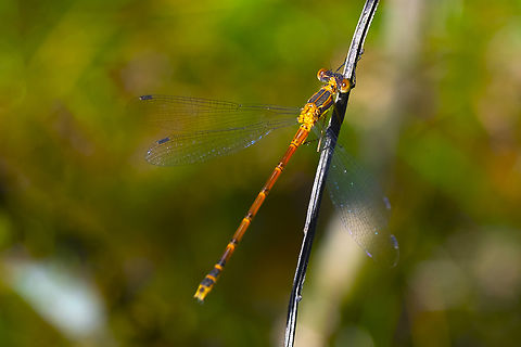lyre-tipped spreadwing female  Geotagged,Lestes Unguiculatus,Lyre-tipped Spreadwing,Summer,United States