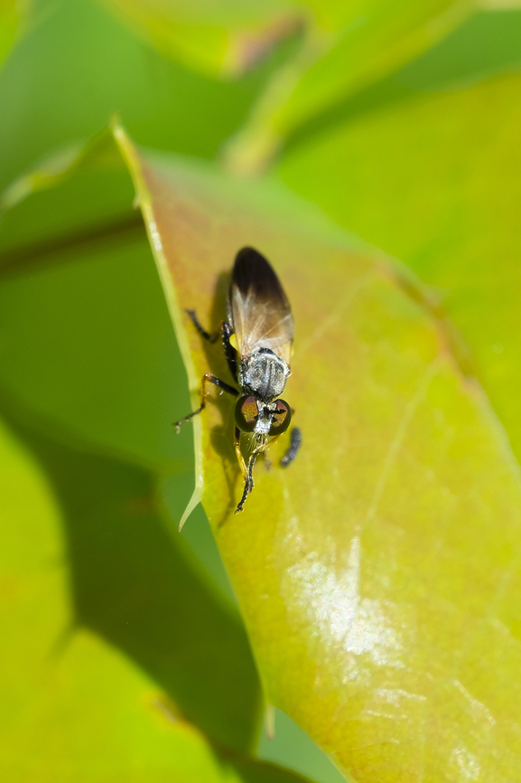 small robber fly I think these guys have a super power in that they cannot be focused upon... I must have taken 50 photos of these today and this is the best I was able to manage.  Eudioctria nitida,Geotagged,Summer,United States