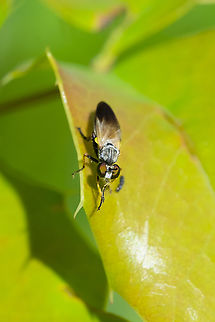 small robber fly I think these guys have a super power in that they cannot be focused upon... I must have taken 50 photos of these today and this is the best I was able to manage.  Eudioctria nitida,Geotagged,Summer,United States