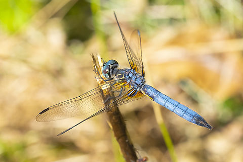 blue dasher  Blue dasher,Geotagged,Pachydiplax longipennis,Summer,United States