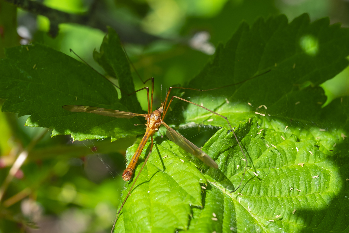 orange crane fly  Geotagged,Summer,United States