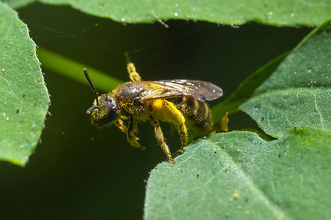 pollen covered little bee not sure if enough characteristics are visible to make an id...  Geotagged,Summer,United States