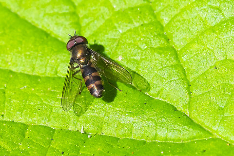 Syrphid fly not sure if this is a Platychirus sp. or maybe Melanostoma mellinum.. or something else altogether..  Geotagged,Summer,United States