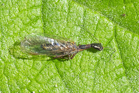 snake fly - male found just as is - sitting on the leaf, dried up but quite well preserved. Not rare, but rarely seen.  Geotagged,Summer,United States
