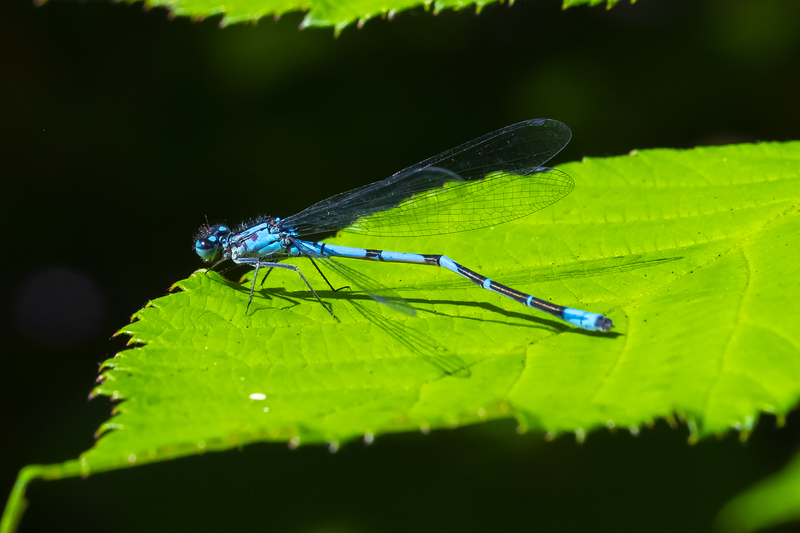 kinked boreal bluet I don&#039;t know if this little guy escaped a close call with a predator or was born this way... it didn&#039;t seem to be holding him up, he could fly without problems. Boreal bluet,Enallagma boreale,Geotagged,Summer,United States