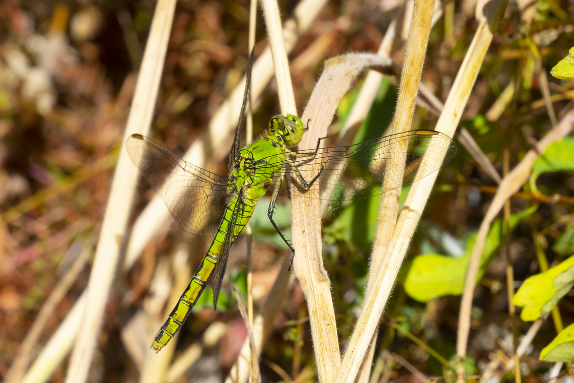 western pondhawk  Erythemis collocata,Geotagged,Summer,United States,Western pondhawk