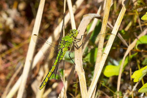 western pondhawk  Erythemis collocata,Geotagged,Summer,United States,Western pondhawk