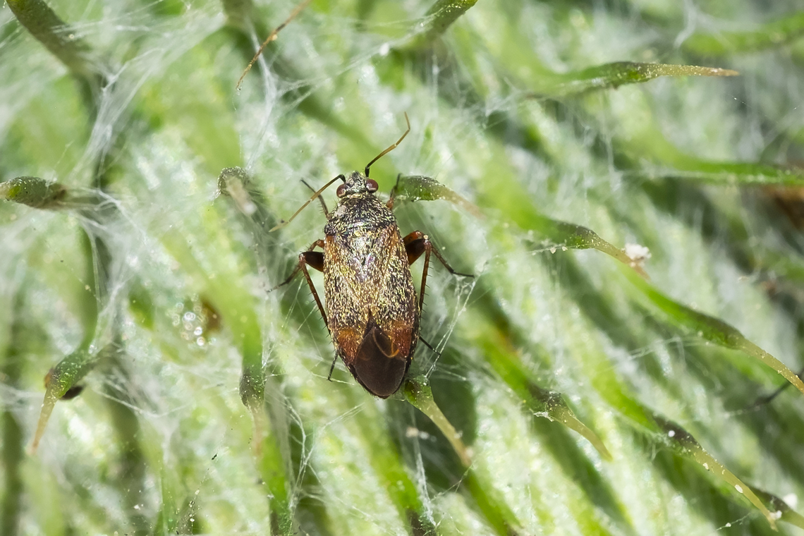 Plant bug very tiny - this one fits between the spikes on a thistle plant Geotagged,Summer,United States