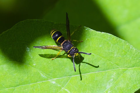 Euodynerus sp. wasp I believe the stripe on the thorax is hidden by a bad mite infestation... the facial markings (seen a different but blurry photo) match this species well. Euodynerus foraminatus,Geotagged,Summer,United States