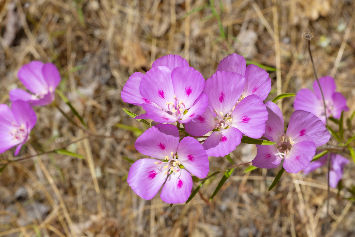 farewell to spring  Clarkia amoena,Geotagged,Summer,United States