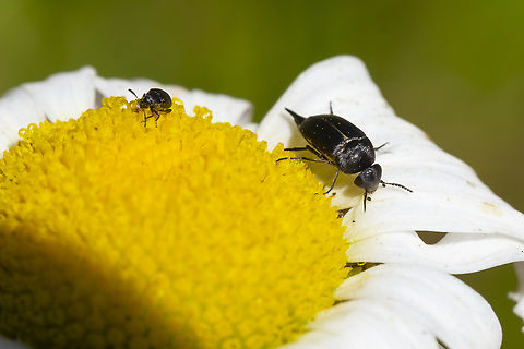 Tumbling flower beetle - Mordellidae (plus a bonus mini beetle..) possible Mordella or Mordellistena sp. Geotagged,Summer,United States