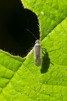 tiny green plant bug bronze head and stripes - pale eyes  immature? Geotagged,Lopus decolor,Summer,United States