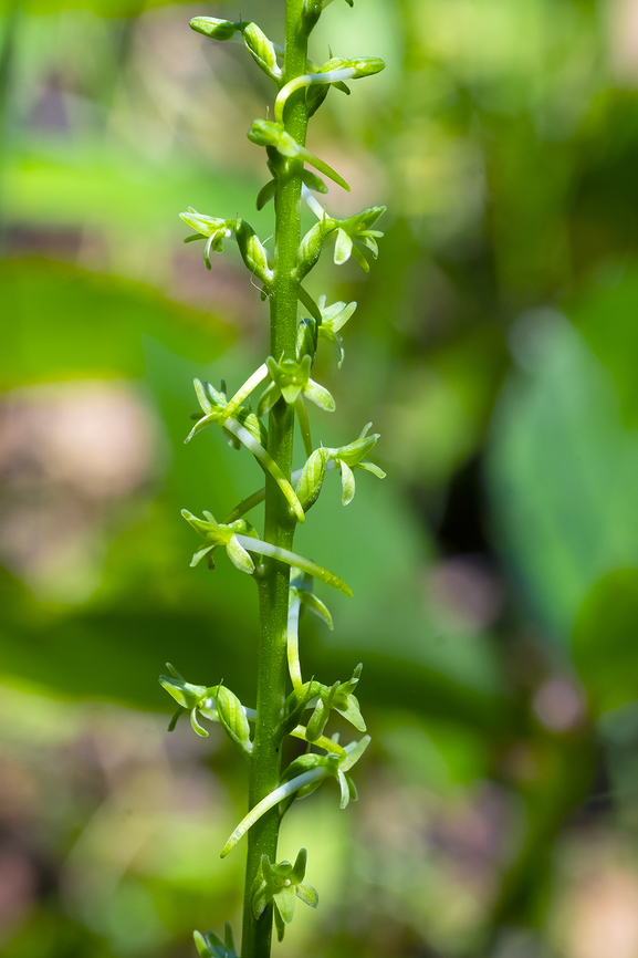 denseflower rein orchid  Denseflower Rein Orchid,Geotagged,Platanthera elongata,Summer,United States