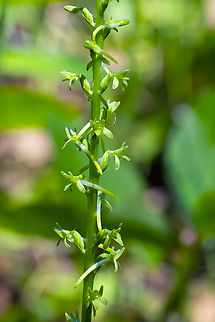 denseflower rein orchid  Denseflower Rein Orchid,Geotagged,Platanthera elongata,Summer,United States