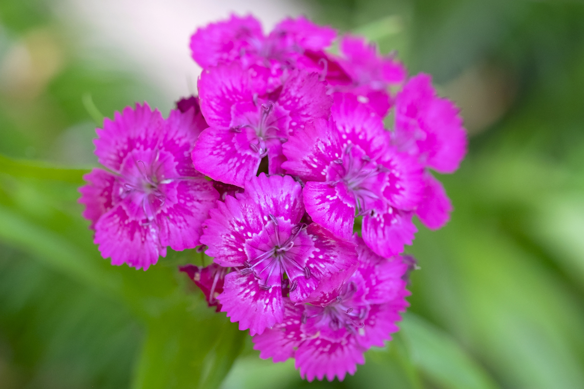 sweet william introduced Dianthus barbatus,Geotagged,Summer,Sweet William,United States