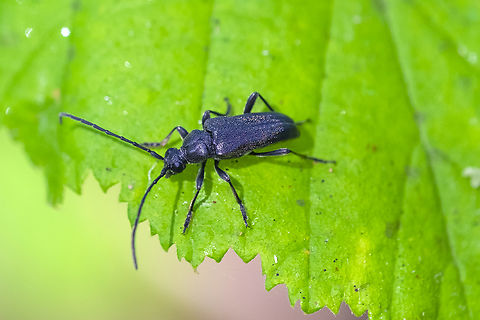 all black long-horned beetle  Geotagged,Lepturopsis dolorosa,Summer,United States
