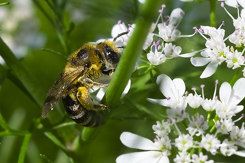 wide striped sweat bee  Geotagged,Halictus farinosus,Summer,United States,Wide-striped Sweat Bee
