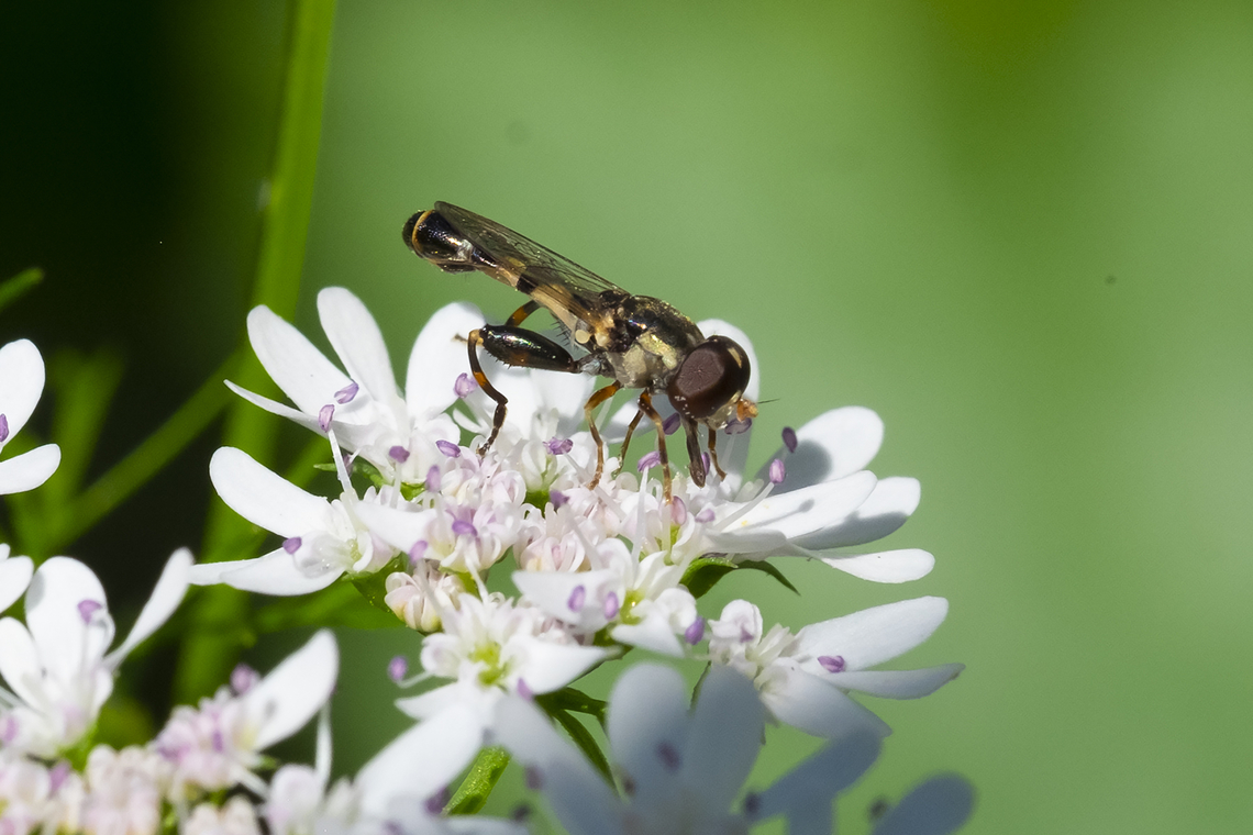 thick-legged hoverfly imported Geotagged,Summer,Syritta pipiens,Thick-legged hoverfly,United States