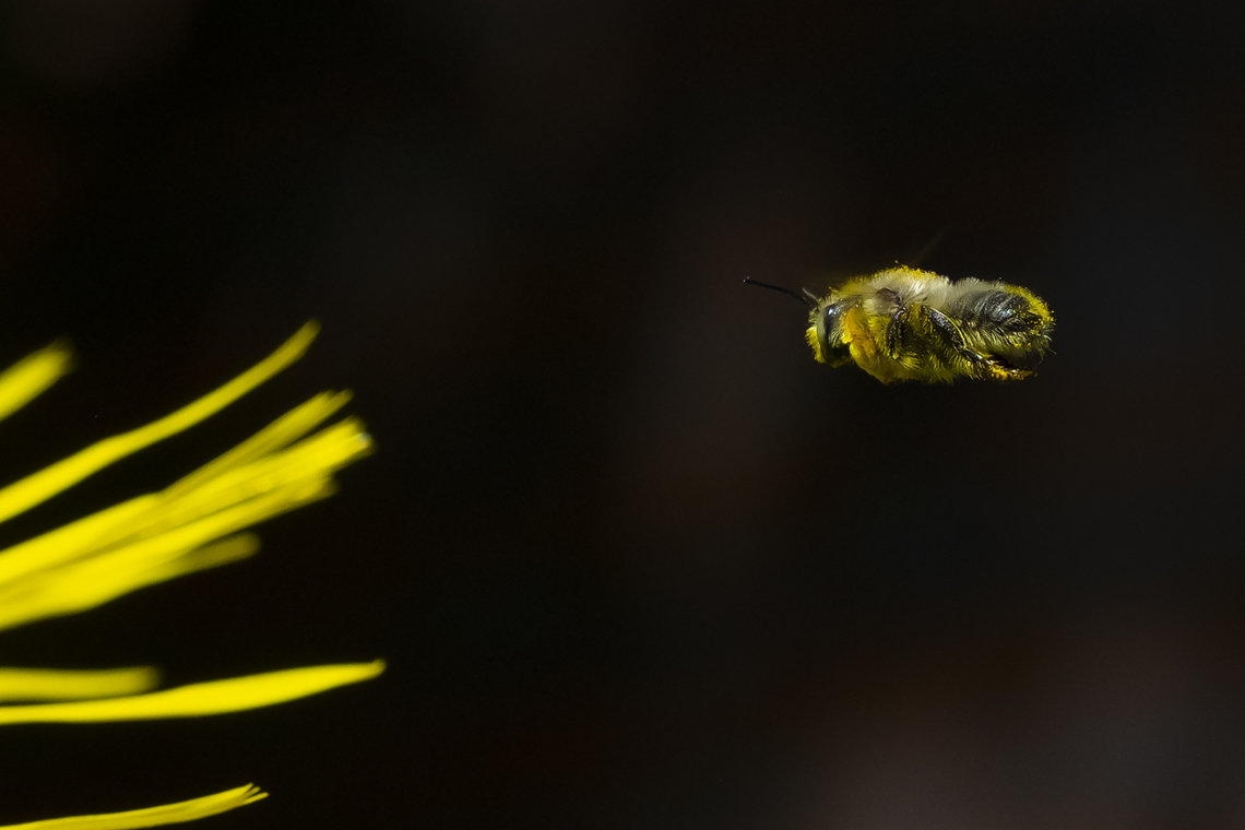 mid-flight! I believe this may be a leaf cutter bee.. but I&#039;m not entirely sure about that.  Geotagged,Megachile perihirta,Summer,United States