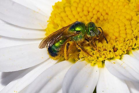 Texas striped sweat bee female  Agapostemon texanus,Geotagged,Summer,United States,agepostemon tex
