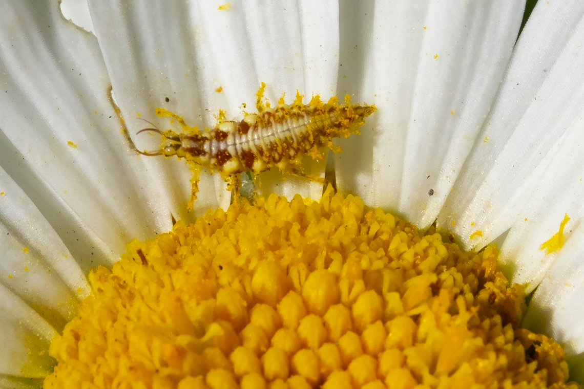 orange and white lacewing larvae Chrysoperla sp. 3 species that can only be differentiated by song or DNA.. <br />
C. adamsi, C. johnsoni, C. plorabunda,  Geotagged,Summer,United States