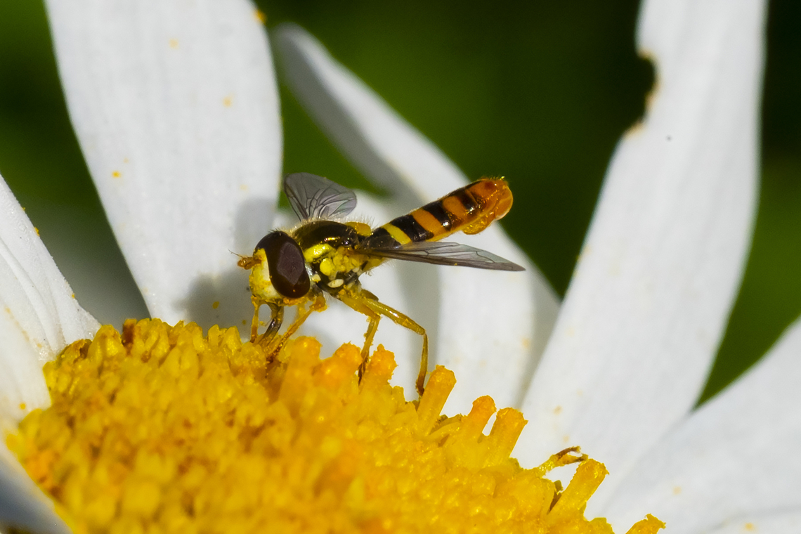 Sphaerophoria male several identical species..  Geotagged,Summer,United States