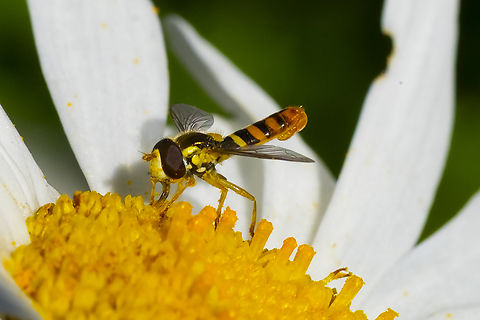 Sphaerophoria male several identical species..  Geotagged,Summer,United States