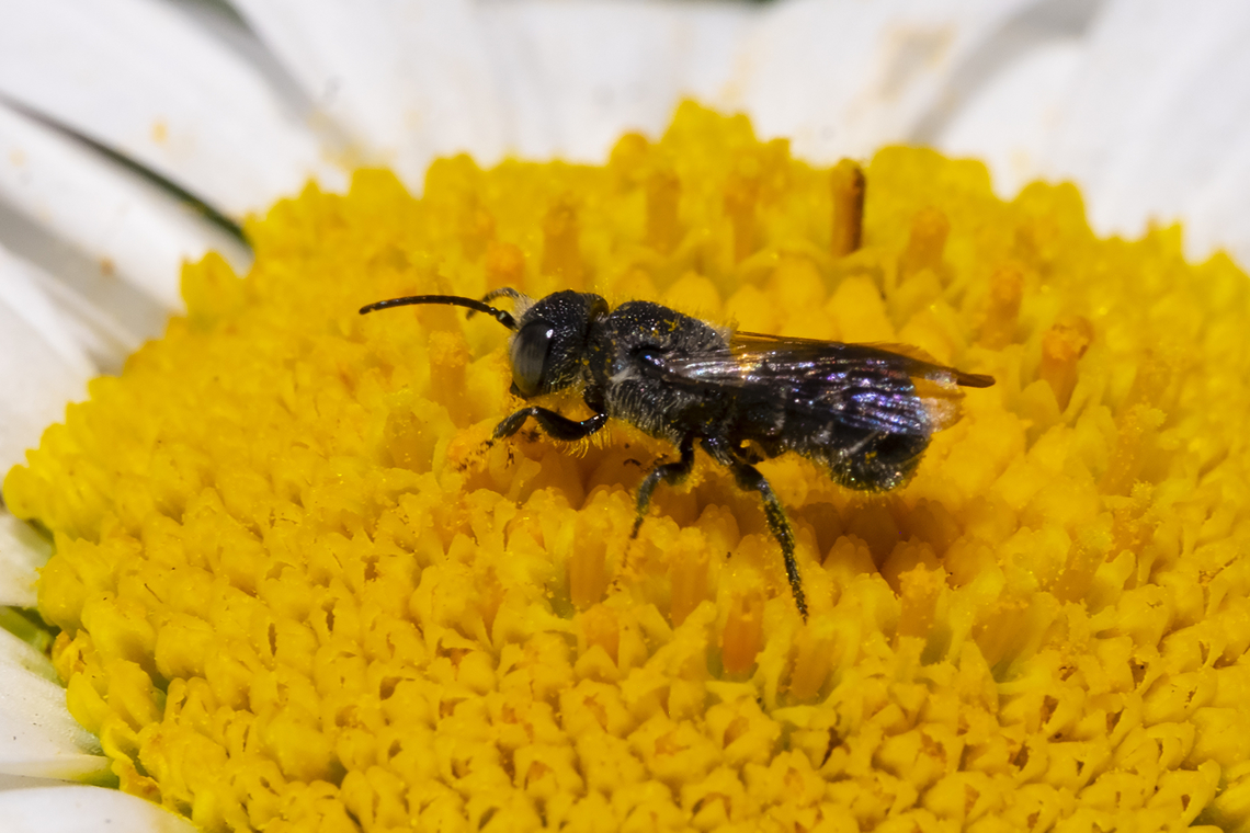 Tiny bee- Heriades sp. turns out this is not a wasp, which I originally thought, but rather a tiny bee in the Heriades genus. The curled abdomen indicates it is male. Not too much info out there about this genus.. a couple of species on BG, one east coast only the other world wide.. Discover Life has a few more, but not all of the 11 known to the US. Geotagged,Summer,United States