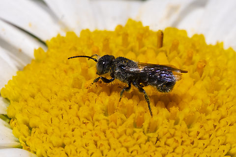 Tiny bee- Heriades sp. turns out this is not a wasp, which I originally thought, but rather a tiny bee in the Heriades genus. The curled abdomen indicates it is male. Not too much info out there about this genus.. a couple of species on BG, one east coast only the other world wide.. Discover Life has a few more, but not all of the 11 known to the US. Geotagged,Summer,United States
