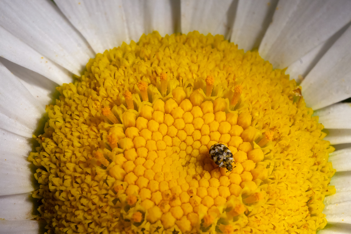 varied carpet beetle in it&#039;s natural habitat.. rather than eating someone&#039;s clothing Anthrenus verbasci,Geotagged,Summer,United States,Varied carpet beetle