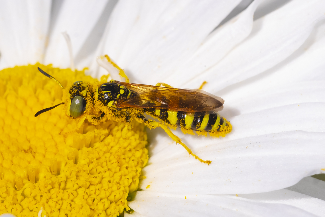 Bee Wolf  Geotagged,Philanthus crabroniformis,Summer,United States