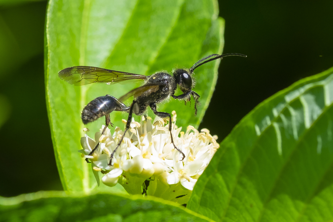 small spider wasp  Agenioideus humilis,Geotagged,Summer,United States