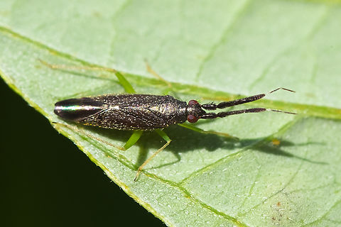 Heterotoma planicornis last week a nymph this week adults (I spotted several in this same spot) Geotagged,Heterotoma planicornis,Summer,United States