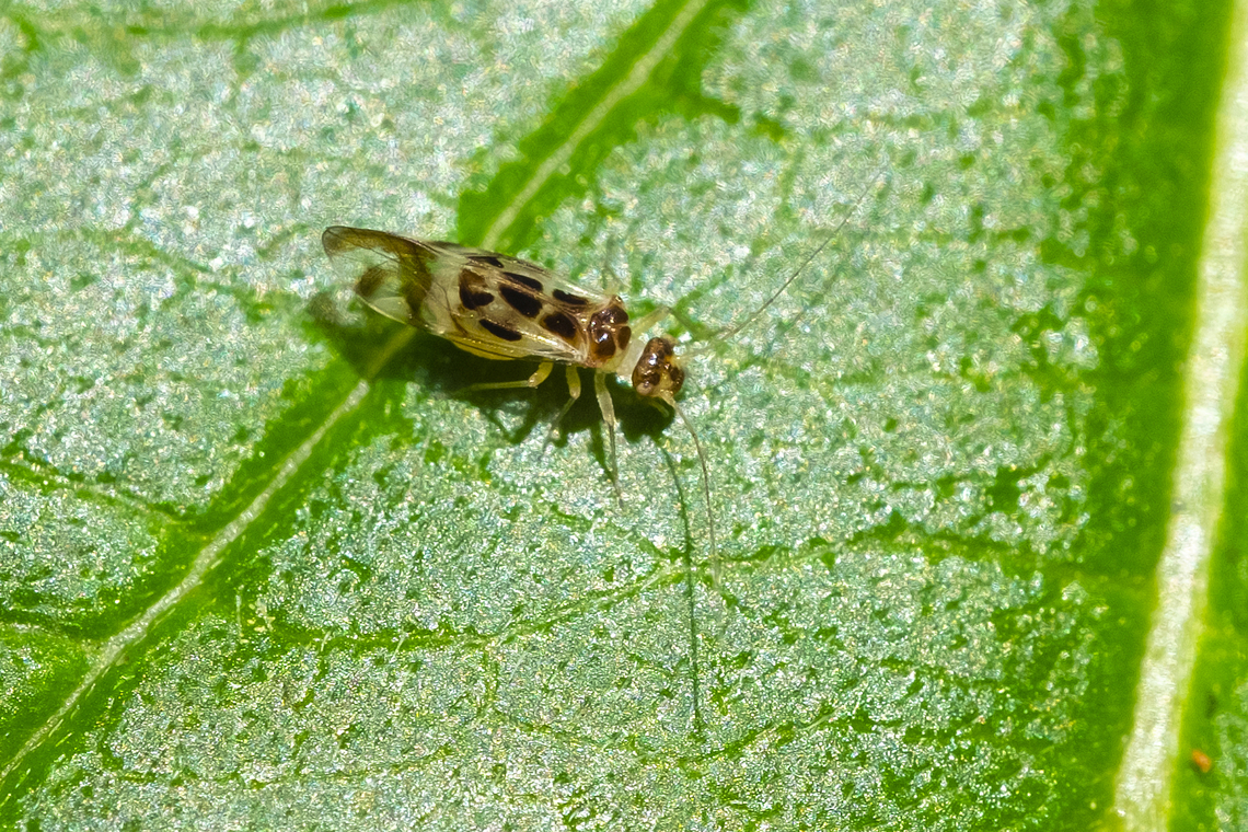 narrow bark louse introduced Geotagged,Graphopsocus cruciatus,Summer,United States