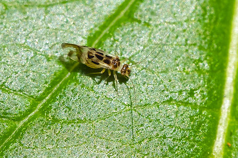 narrow bark louse introduced Geotagged,Graphopsocus cruciatus,Summer,United States