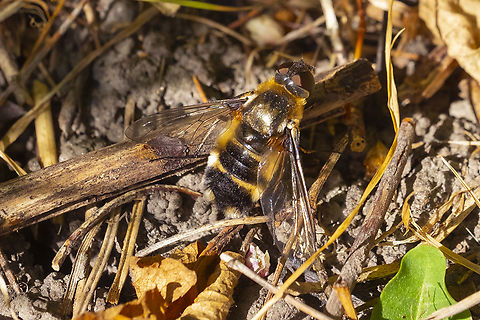 Villa sp. bee fly I've seen this bee fly before... but it fits with a few species. Not sure if it's V. aggripina, V. lateralis, or even perhaps V. nigropecta (if it occurs here..) They all seem to have a similar arrangement of stripes and spots. aggripina seems to be the best fit to my eye... but I'm not sure if I'm looking at the right things or not..  Geotagged,Summer,United States