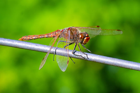 variegated meadowhawk male  Geotagged,Summer,Sympetrum corruptum,United States,Variegated meadowhawk