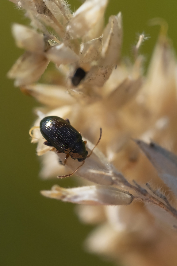 Tiny flea beetle That is the seed head of grass it&#039;s sitting on.. so this little fellow is only about 1/2 the size of a grass seed... Geotagged,Summer,United States