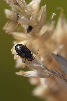 Tiny flea beetle That is the seed head of grass it's sitting on.. so this little fellow is only about 1/2 the size of a grass seed... Geotagged,Summer,United States
