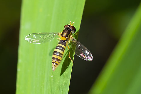Syrphid fly - Sphaerophoria sp. not identifiable to the species level from photographs alone. Geotagged,Summer,United States