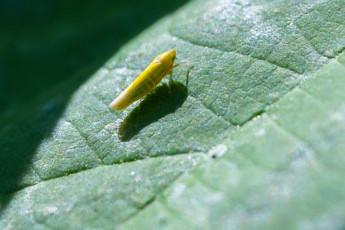 likely Dikraneura sp. 14 species locally - D. absenta is the most common Geotagged,Summer,United States