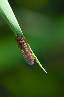 Platycheirus sp. female.. unfortunately only males can be ID'd from photos to species level. Geotagged,Summer,United States