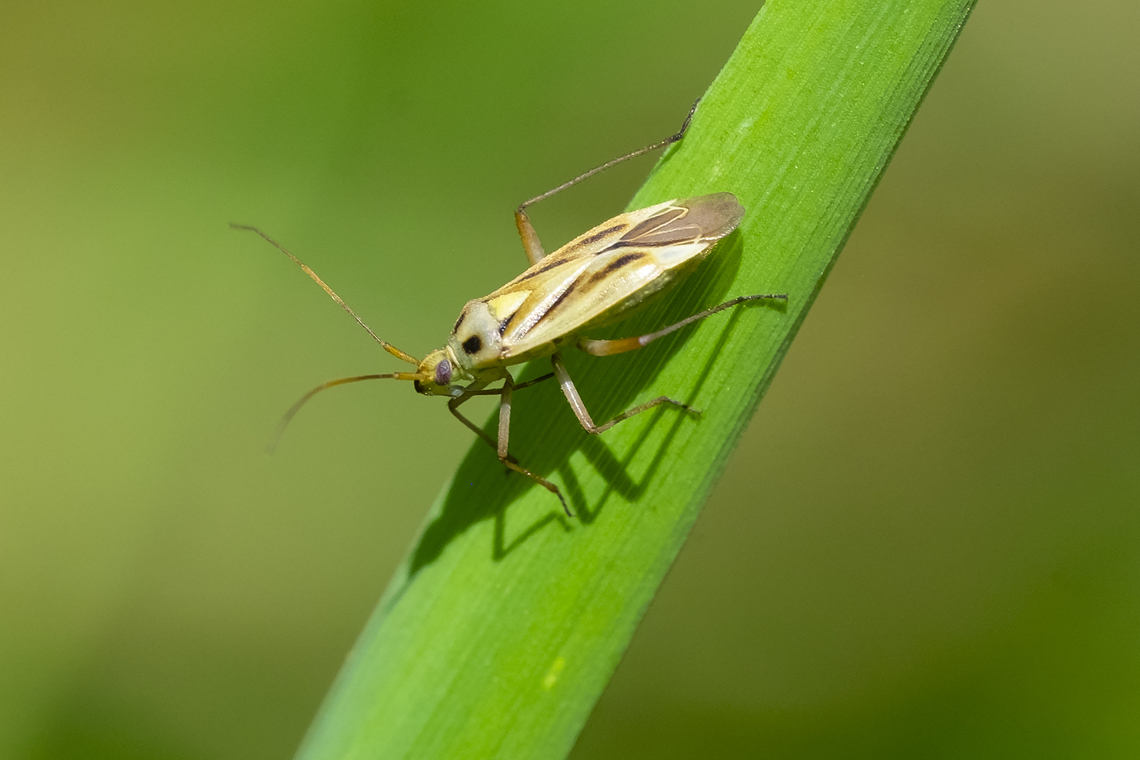 two-spotted grass bug  Geotagged,Stenotus binotatus,Summer,Two-spotted Grass Bug,United States