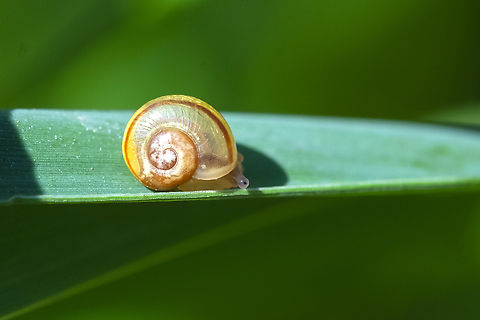 tiny land snail hunkering down to sit out a hot day on a blade of grass  - maybe a glass snail species? Not sure if any of them are colorful/striped. Geotagged,Summer,United States