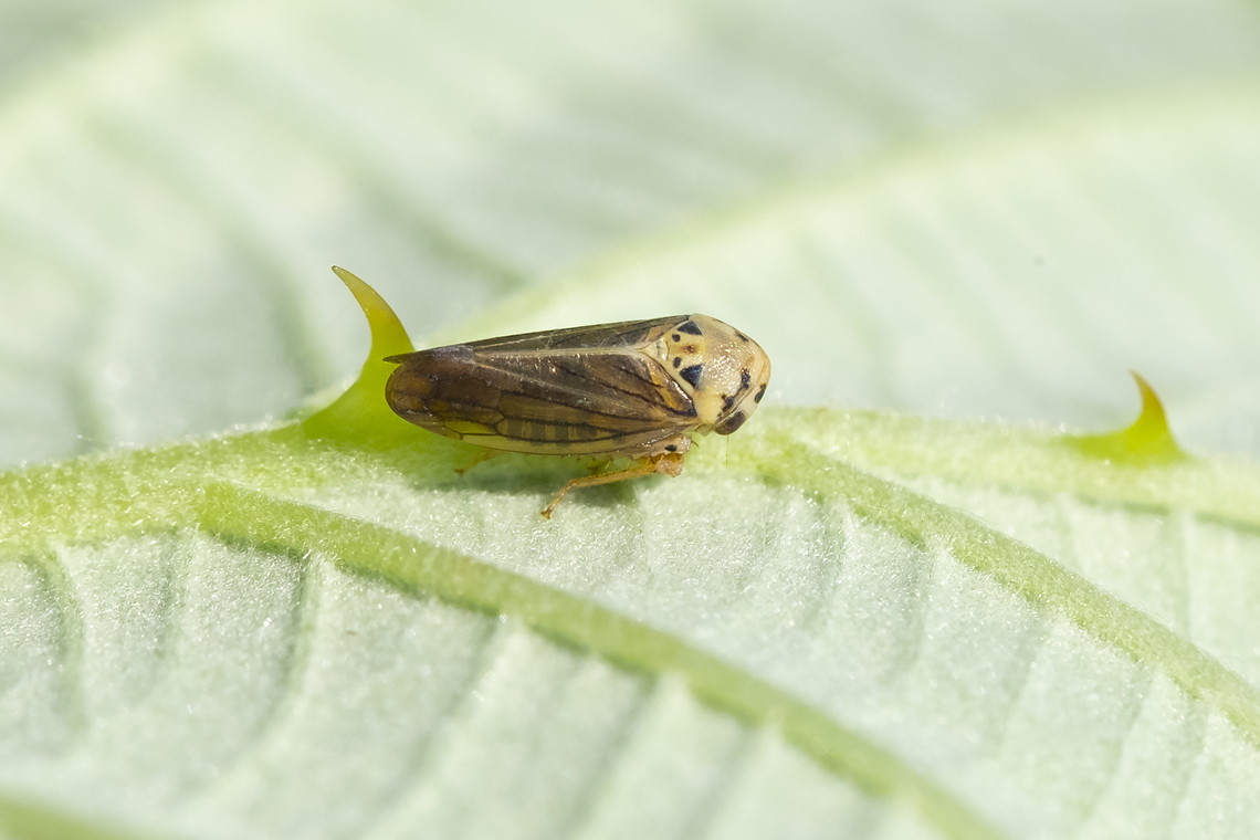 light brown leafhopper with dark wing veins It may take some time to narrow down where to place this little fellow... but at least I&#039;m relatively sure that this one is not just another color variation of meadow spittlebug..  Geotagged,Macropsis fuscula,Summer,United States,brambleberry leafhopper