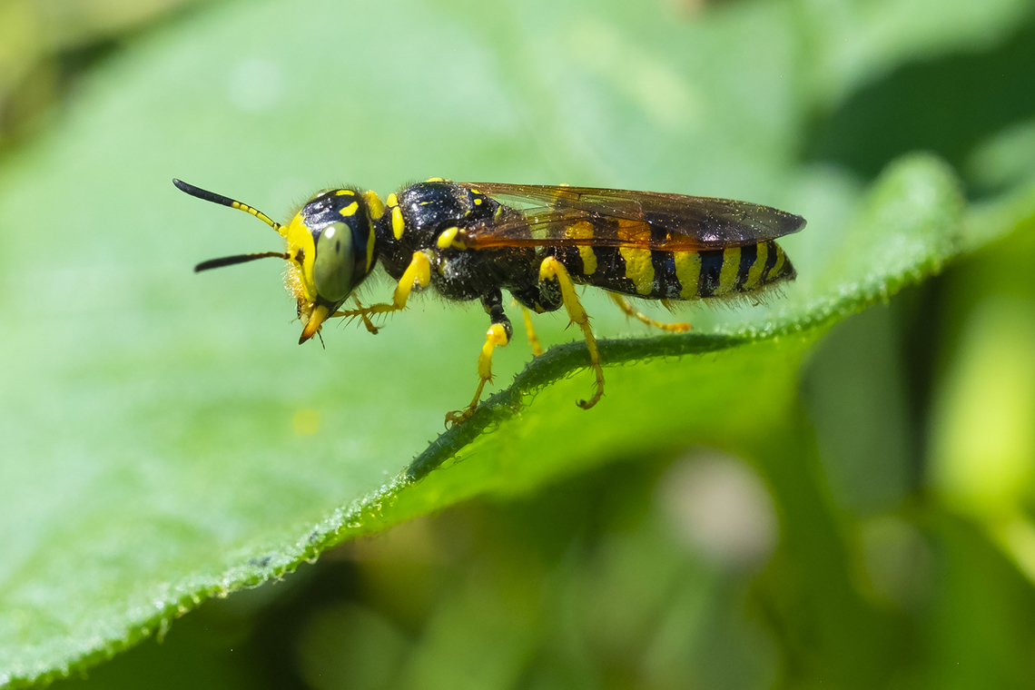 bee wolf  Geotagged,Philanthus crabroniformis,Summer,United States
