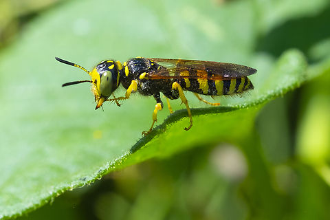 bee wolf  Geotagged,Philanthus crabroniformis,Summer,United States