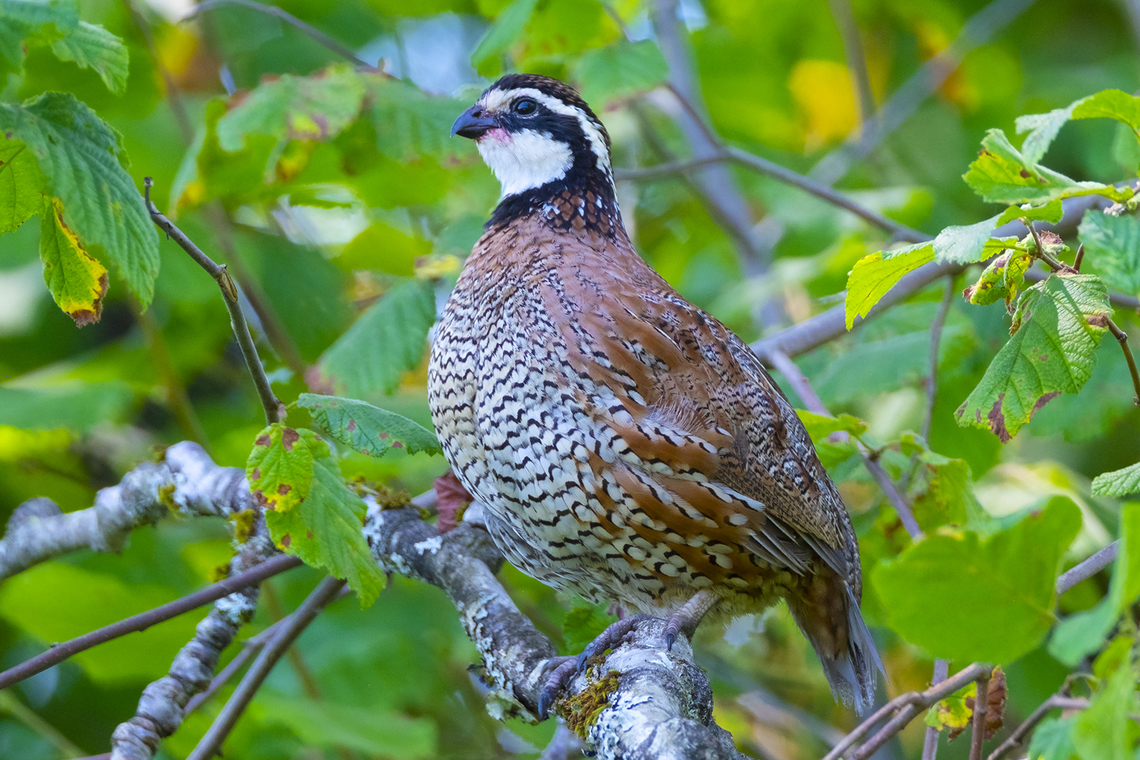 Northern bobwhite considered to be rare in this area - possibly introduced to the immediate area for bird dog hunting (I was on wildlife refuge land that is open to hunters in the fall and available for bird dog training). This one appears to have been enjoying some of the nearby blackberries, staining his (the males have a white face, females tan) nice white feathers a bit purple. He was calling quite loudly and we had a bit of a conversation back and forth (the bobwhite call isn&#039;t hard to whistle) until I finally found him, sitting quite nonchalantly on a branch just above my own eye level.. He wasn&#039;t particularly concerned and allowed me to approach to a quite close distance.  Colinus virginianus,Geotagged,Northern bobwhite,Summer,United States