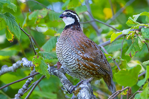 Northern bobwhite considered to be rare in this area - possibly introduced to the immediate area for bird dog hunting (I was on wildlife refuge land that is open to hunters in the fall and available for bird dog training). This one appears to have been enjoying some of the nearby blackberries, staining his (the males have a white face, females tan) nice white feathers a bit purple. He was calling quite loudly and we had a bit of a conversation back and forth (the bobwhite call isn't hard to whistle) until I finally found him, sitting quite nonchalantly on a branch just above my own eye level.. He wasn't particularly concerned and allowed me to approach to a quite close distance.  Colinus virginianus,Geotagged,Northern bobwhite,Summer,United States